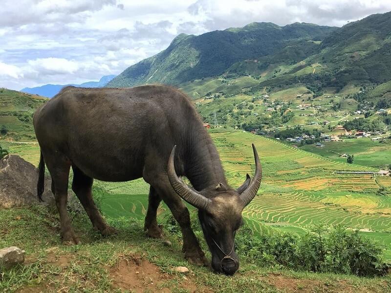 99+ hình xăm con trâu: đẹp, dễ thương, ý nghĩa hợp tuổi