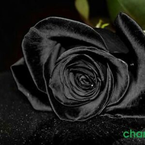 Hoa hồng đen có ý nghĩa gì? Được sử dụng trong những dịp nào?