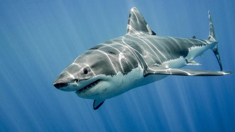 Hình xăm cá mập thể hiện những ý nghĩa như nhanh nhẹn, dũng cảm