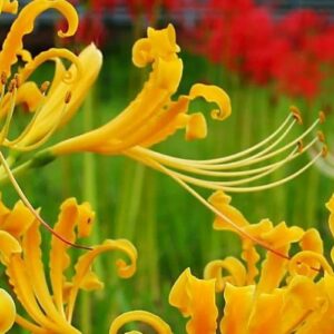 Hoa Bỉ Ngạn - Vẻ đẹp, ý nghĩa và truyền thuyết đặc biệt