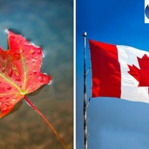 Tìm hiểu về lá Phong – biểu tượng của đất nước Canada xinh đẹp