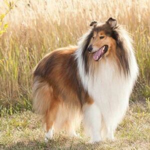 Chó Rough Collie: Nguồn gốc, giá bán, đặc điểm, cách chăm sóc (2020)