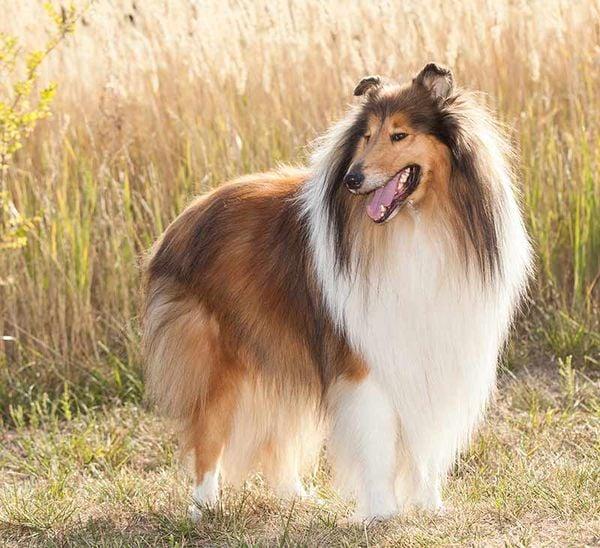 Chó Rough Collie: Nguồn gốc, giá bán, đặc điểm, cách chăm sóc (2020)