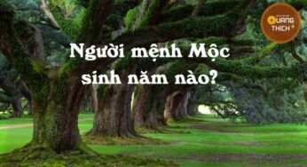 Bạn Thuộc Mệnh Mộc Sinh Năm Nào? Xem Ngay!