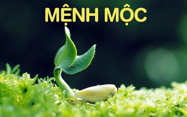 Người mệnh Mộc - đại diện cho cây cối