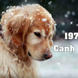 1970 Tuổi Gì? Mệnh Gì? Luận Giải Chi Tiết Tử Vi Canh Tuất 1970