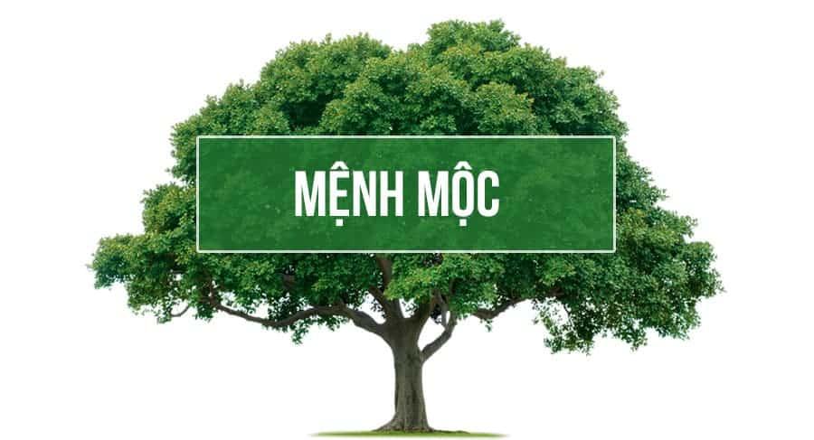 Tìm hiểu các con số hợp mệnh Mộc nhất