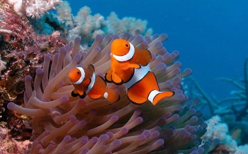 Đặc điểm cá hề Nemo