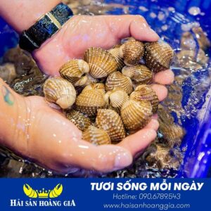 Sò Huyết (Size 20-40 con/kg) - Sống