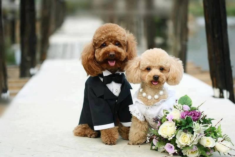 Giá Phối Giống Chó Poodle. Địa chỉ phối giống chó Poodle ở Hà Nội và TPHCM