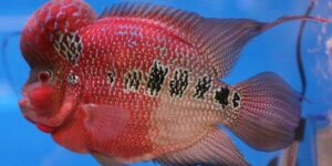 Cá La Hán: Loại Cá Cảnh Đẹp và Mang Lại Phong Thủy Tốt