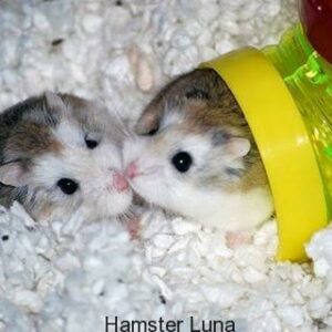 Giải pháp an toàn nếu như bạn cần phải tắm hamster với nước