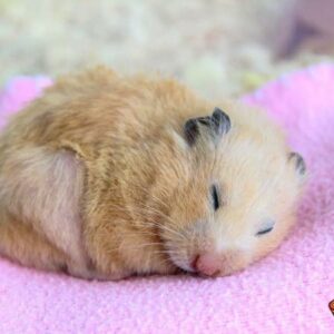 Bệnh ướt đuôi ở Hamster (Tiêu chảy) và Cách xử lý hiệu quả