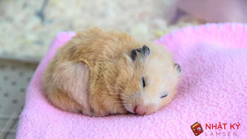 Bệnh ướt đuôi ở Hamster (Tiêu chảy) và Cách xử lý hiệu quả