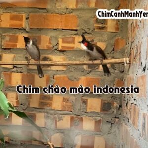 CHÀO MÀO INDONESIA – Thông tin chi tiết, giá bán và ghép sinh sản