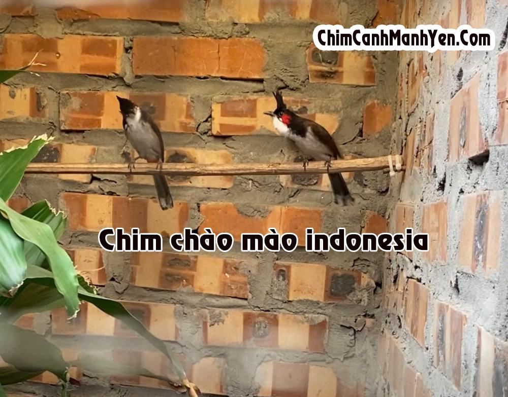 CHÀO MÀO INDONESIA – Thông tin chi tiết, giá bán và ghép sinh sản