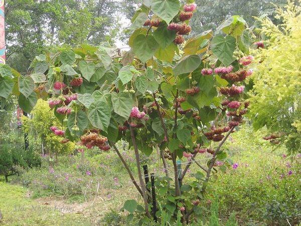 Cây hồng tú cầu