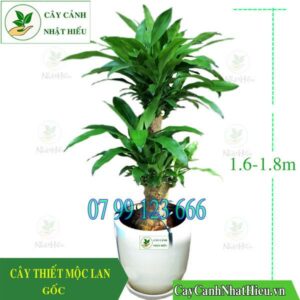 Cây Thiết Mộc Lan Gốc - Sự Sang Trọng và Đẳng Cấp Trong Nhà