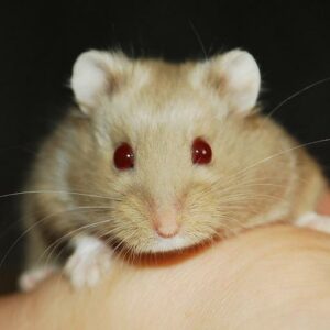 Chuột Hamster - Giống loài, giá cả và cách chăm sóc chuột đáng yêu
