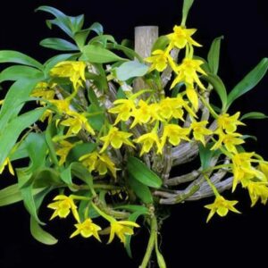 Hoa Kim Điệp Xuân: Vẻ đẹp và ý nghĩa của loài hoa tài lộc