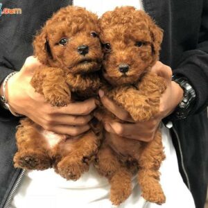 Giá phối giống chó Poodle: Tìm hiểu giá phối giống chó Poodle tại Hà Nội và TPHCM