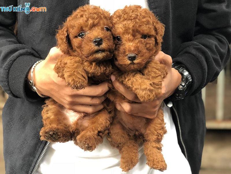 Giá phối giống chó Poodle: Tìm hiểu giá phối giống chó Poodle tại Hà Nội và TPHCM