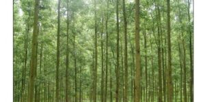 Top 10 loại cây lấy gỗ quý có giá trị kinh tế cao nhất ở Việt Nam