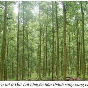 Top 10 loại cây lấy gỗ quý có giá trị kinh tế cao nhất ở Việt Nam